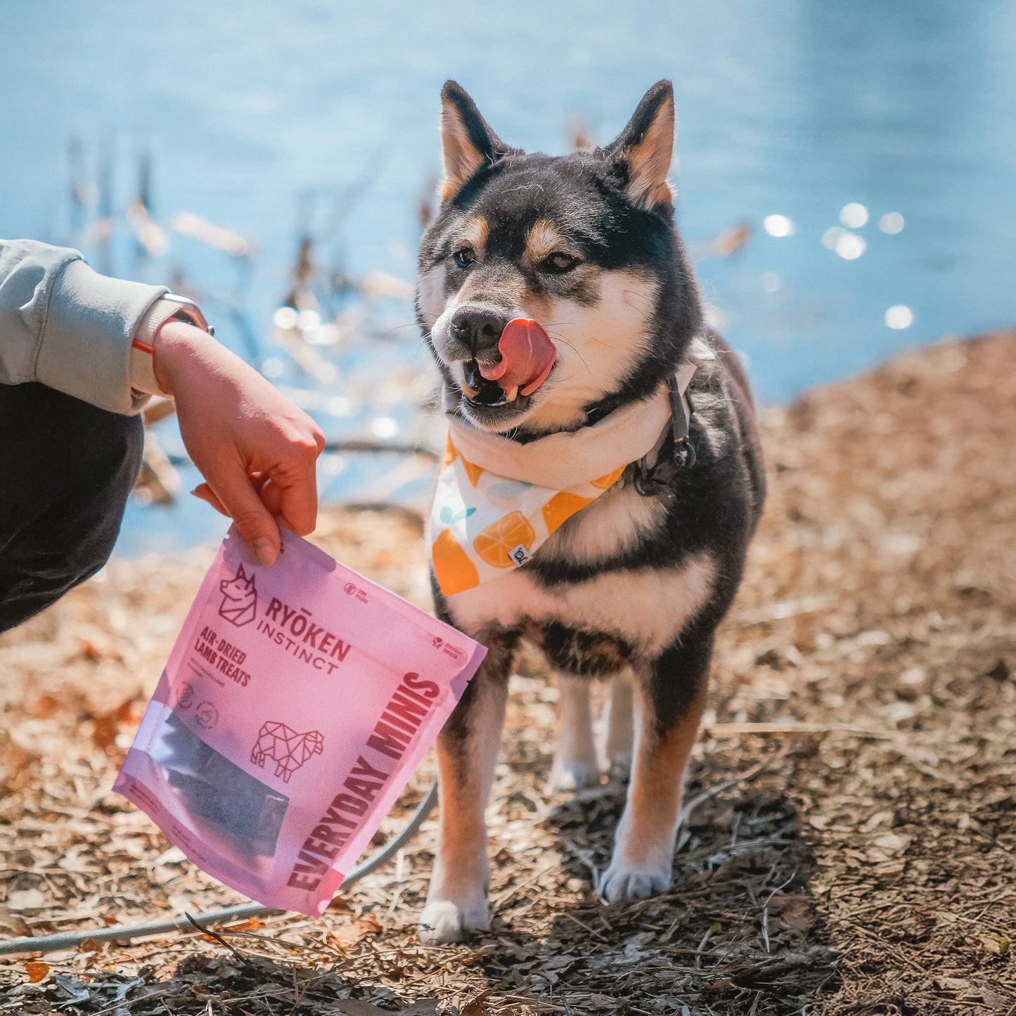 Everyday Minis - Lamb Training Treats