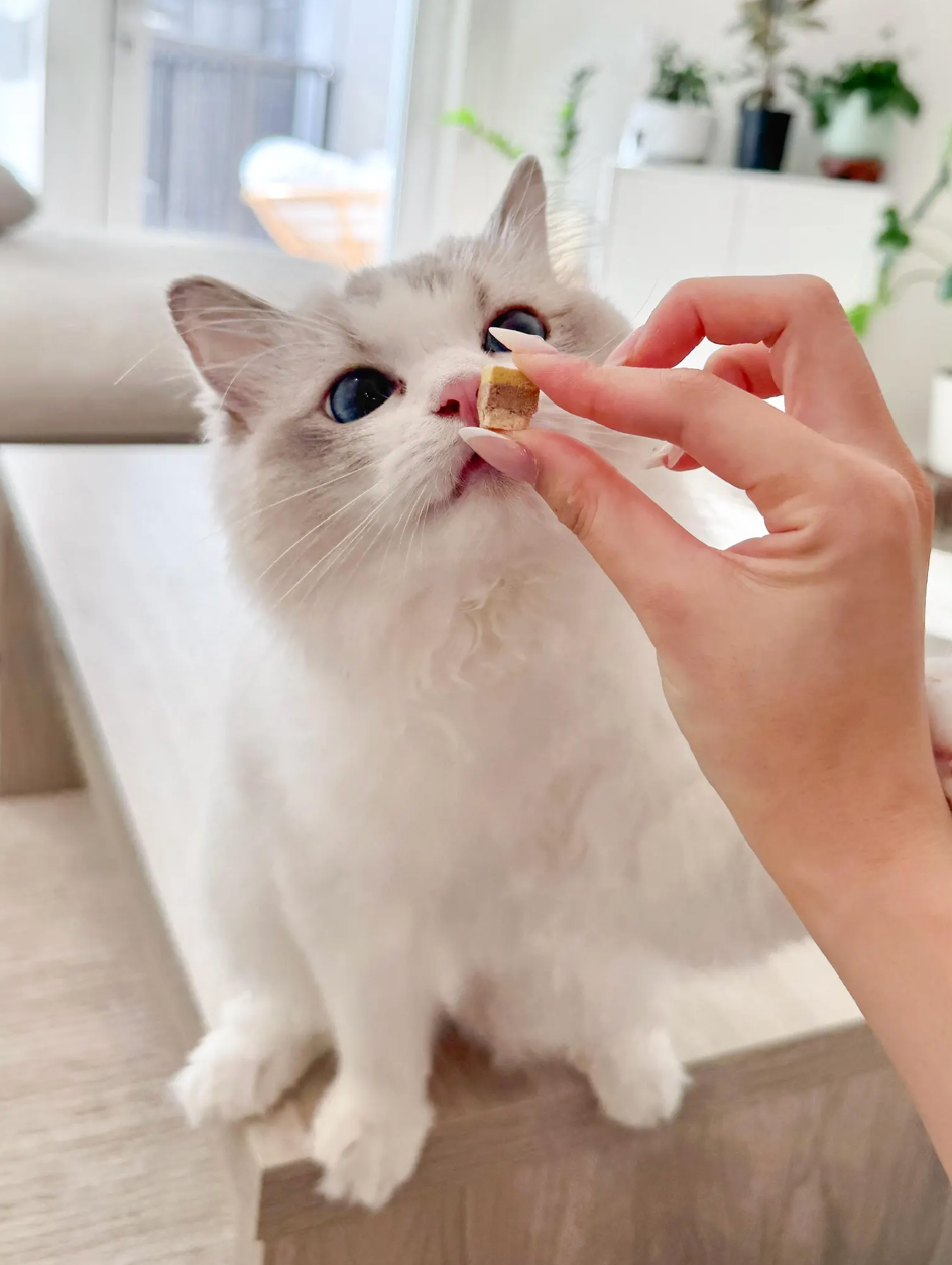 Freeze Dried Duck Cake Cube