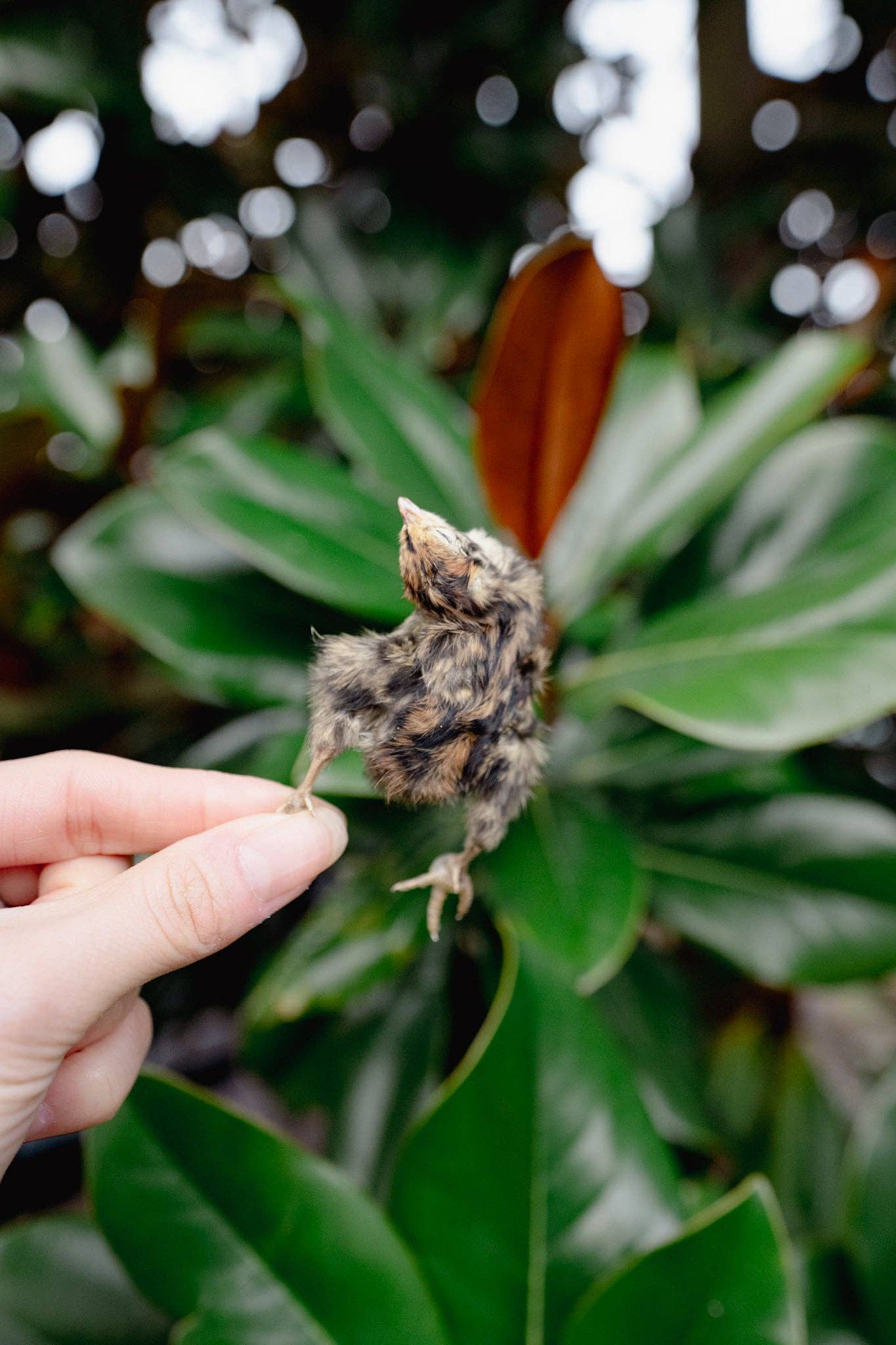 Freeze Dried Quail Hatchlings