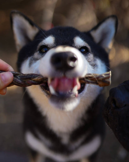 Dehydrated Braided Pig Pizzle Chew - 6 Count