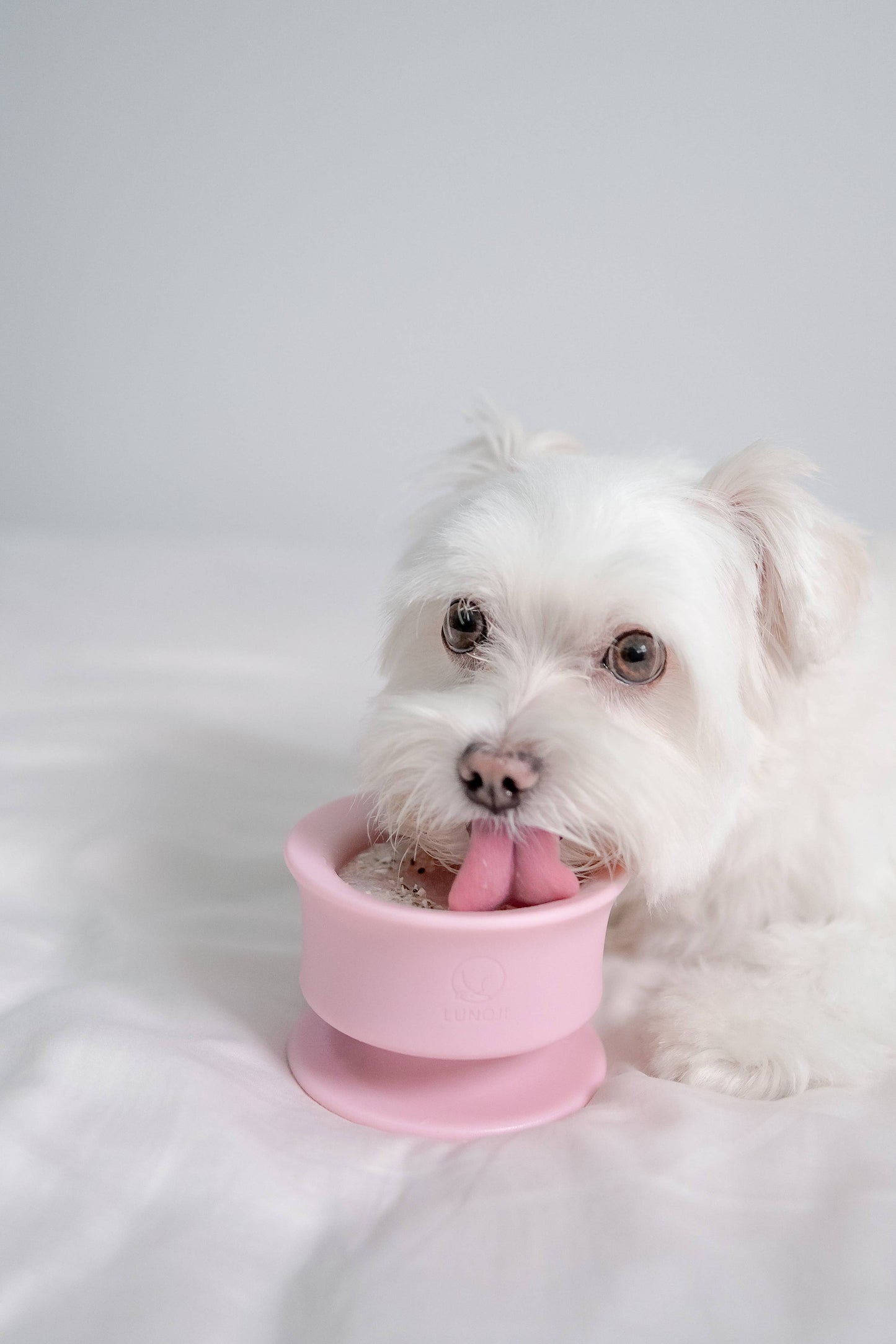 Trove: Dog Enrichment Feeder | Frozen Treat Cup