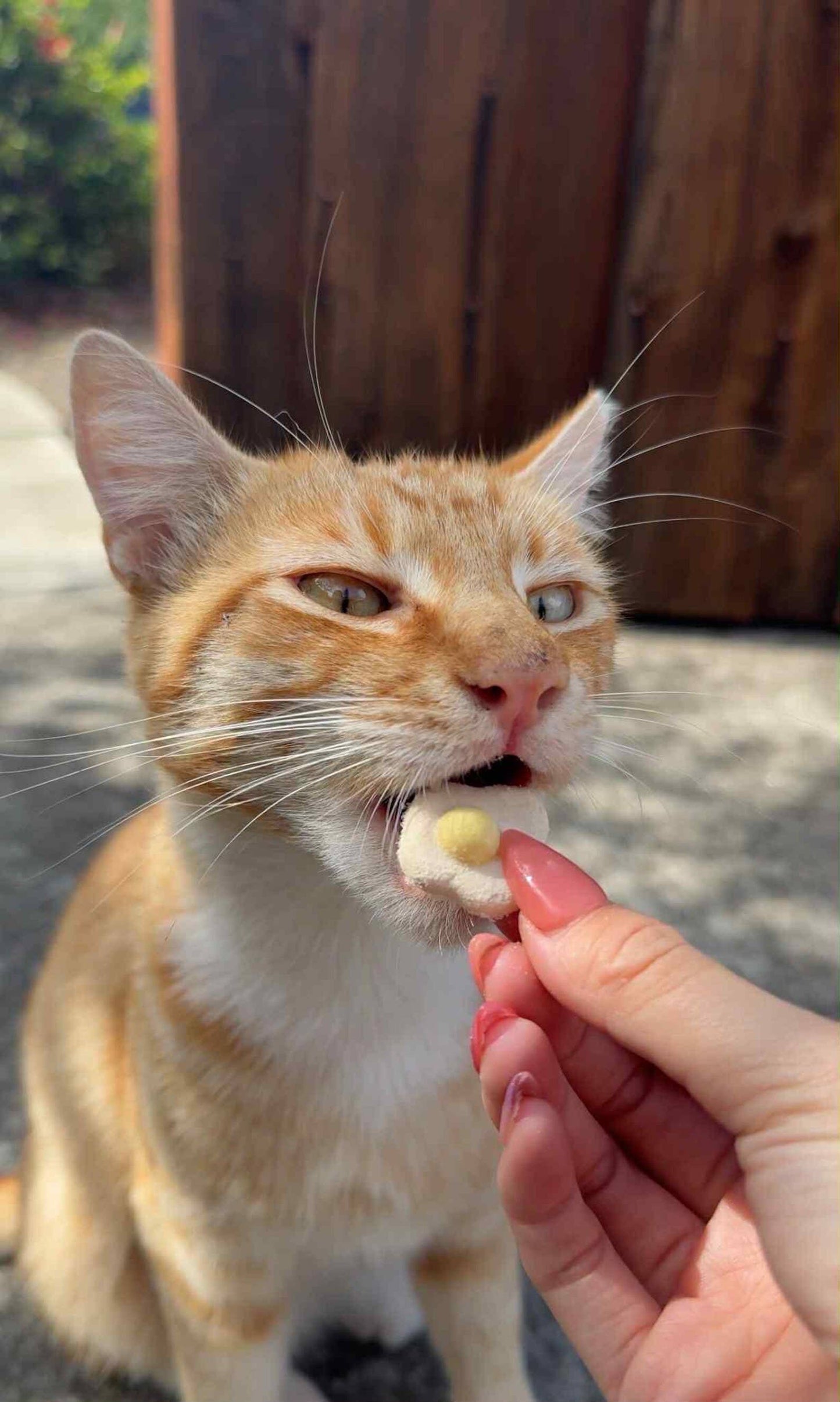 Freeze Dried Chicken Egg Treats for Cats & Dogs 40g