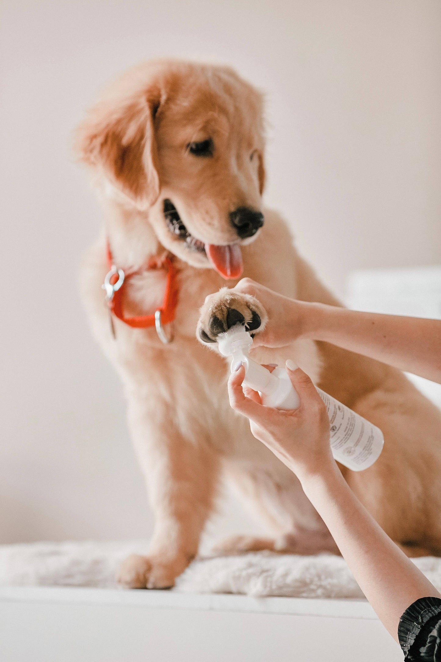 Amino Acid Paw Cleanser (Heart-Shaped)