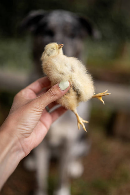 Freeze-Dried Chicken Hatchlings | 2 Count