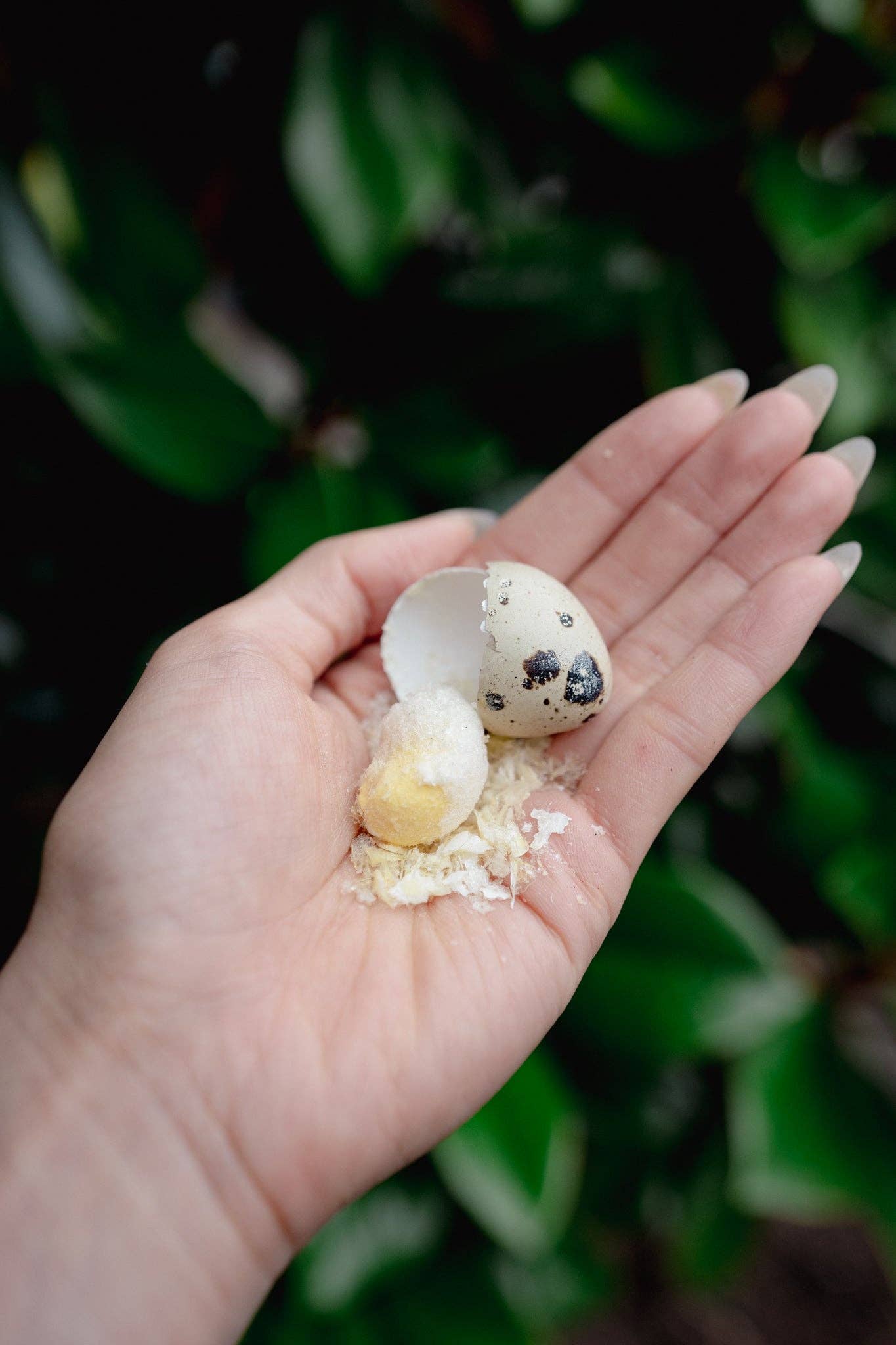 Freeze Dried Whole Quail Eggs