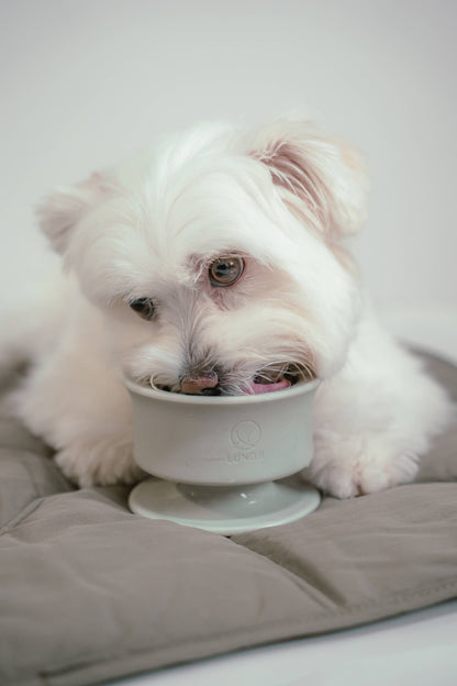 Trove: Dog Enrichment Feeder | Frozen Treat Cup