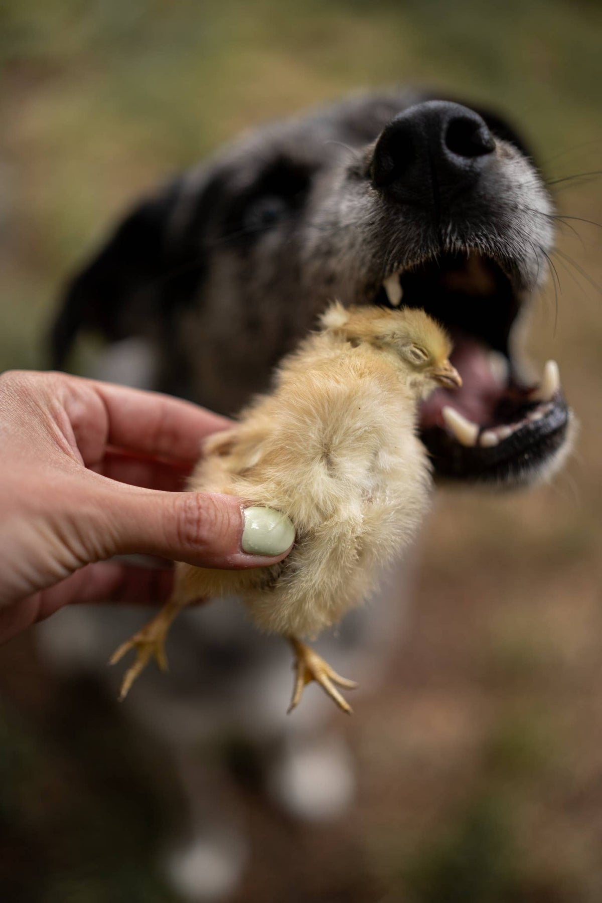 Freeze-Dried Chicken Hatchlings | 2 Count